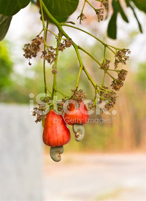 Cashew Nuts Growing On A Tree Stock Photo Royalty Free Freeimages