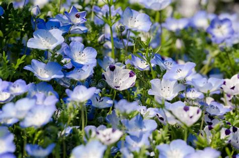 Menziesii Nemophila стоковое изображение. изображение насчитывающей ...