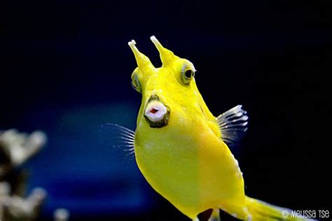 Funny Face Fish Funny Looking Animals Funny Birds Funny Animals