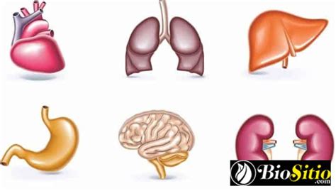 ANATOMIA MACROSCOPICA🈺 Sinta a eletricidade das apostas online com a ...