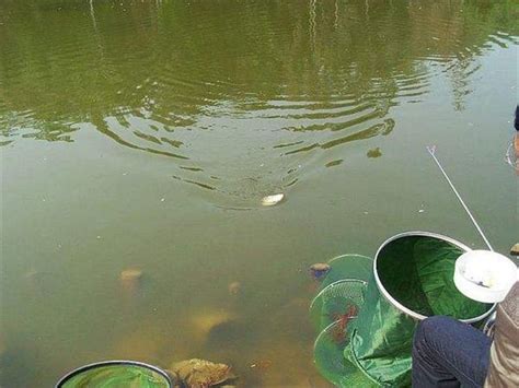 釣魚打窩技巧：餌料再好也需掌握正確的打窩技巧，才有機會爆護！ 每日頭條