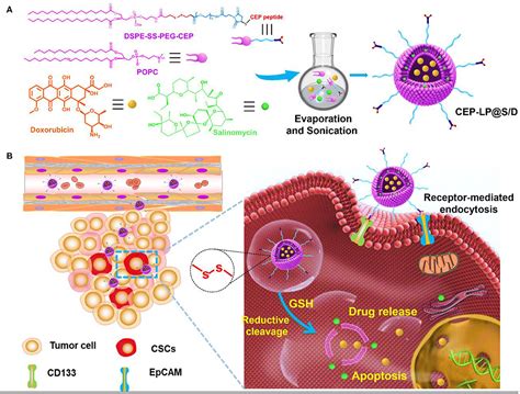 Frontiers A Novel Cd And Epcam Targeted Liposome With Redox