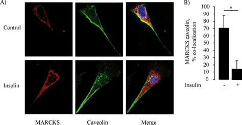 Insulin Stimulated Translocation Of MARCKS In Cultured Endothelial