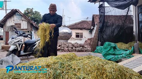 Harga Tembakau Kian Meroket Tembus Rp Ribu Kg Pantura