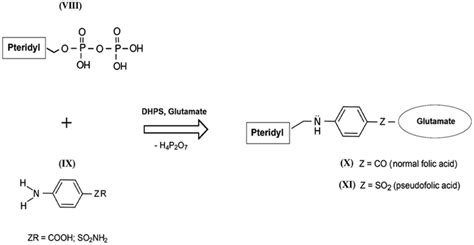 Simplified Scheme Of Biosynthesis Of Normal Folic Acid X And Download Scientific Diagram