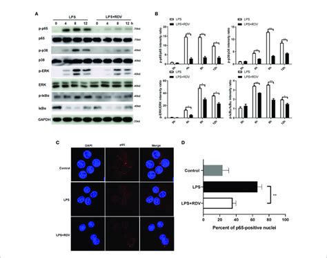 Rdv Suppresses The Activation Of Nf Kb And Mapk Signaling Pathway