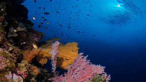 Diving Papua New Guinea ’s Top 5 Dive Spots