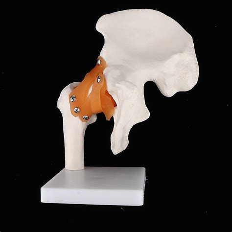 1 1 Lifesize Anatomical Human Hip Joint With Femur Ligament Model