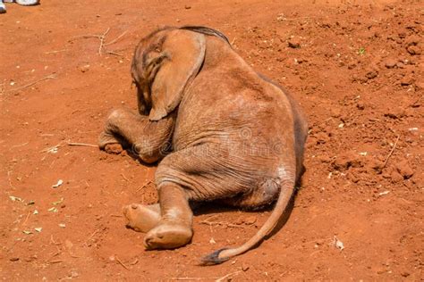 Baby Elephant Lying Down Stock Photo Image Of Conservation 91802336