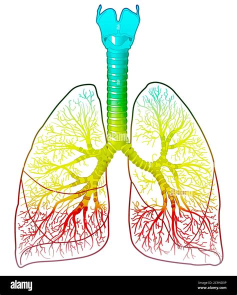 Abbildung Der Anatomie Der Menschlichen Lunge Mit Trachea Linken Und