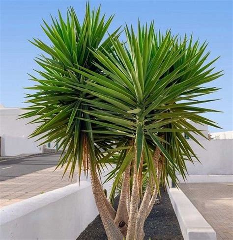 Yucca Aloifolia Spanish Bayonet Aloe Yucca Spanish Dagger Plants