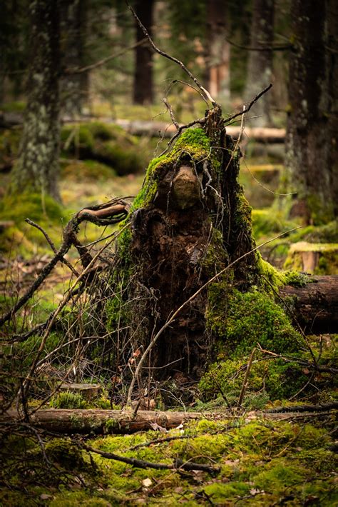 Ovårdad Halleberg Jonny Vesterdahl Flickr