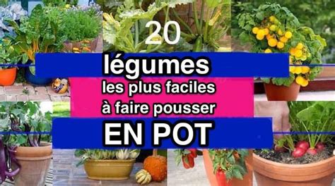 Les 20 Légumes Les Plus Faciles à Faire Pousser En Pot