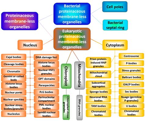 Biomolecules Free Full Text Life In Phases Intra And Inter