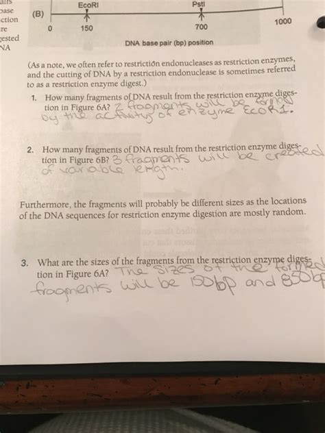 Solved Do the restriction enzymes cut the DNA in the same | Chegg.com 