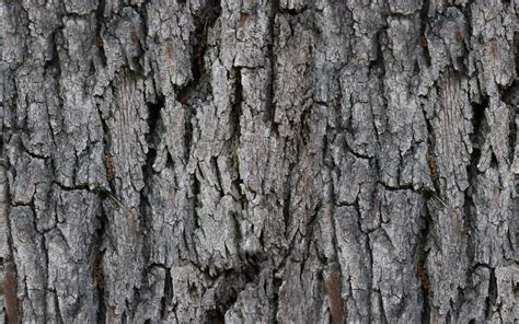 Seamless Pine Tree Bark Texture