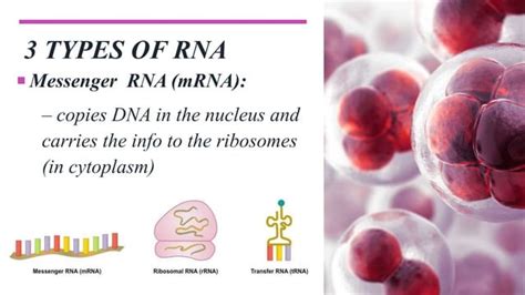 Protein synthesis | PPT