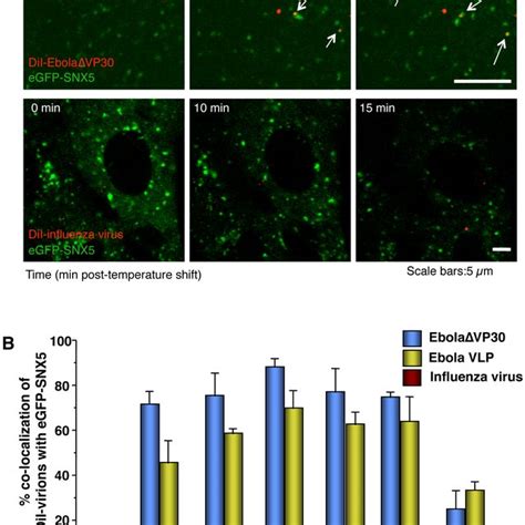 Model Of GP Dependent EBOV Cell Entry For EBOV Cell Entry The Binding