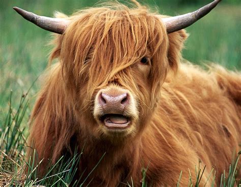 Natural Science | Cow, Scottish highland cow, Highland cattle