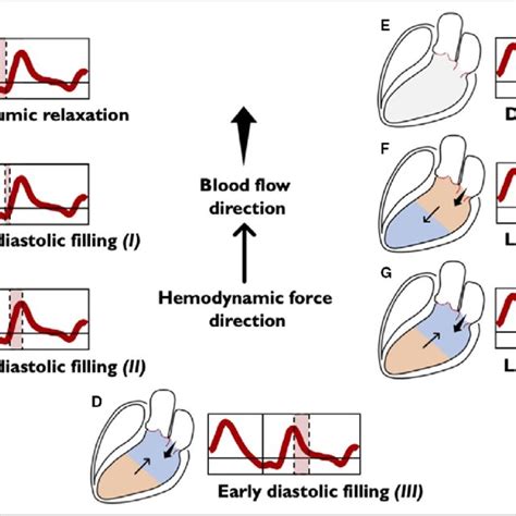 Left Ventricular Longitudinal Hemodynamic Force Basal Apical