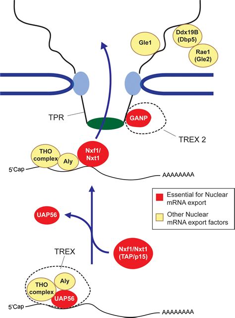 Frontiers Sequence Determinants For Nuclear Retention And Cytoplasmic