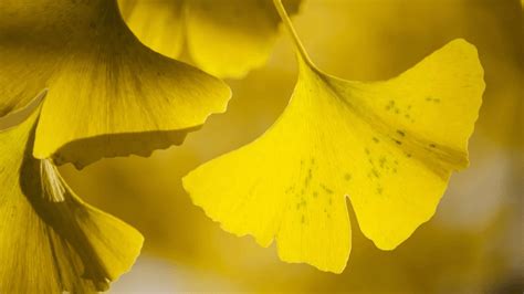 Propiedades Del Ginkgo Biloba