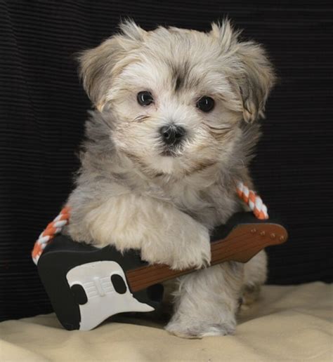 Havanese Puppies for Adoption - Midnight Acres Kennel