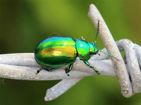 Iridescent Green Beetle