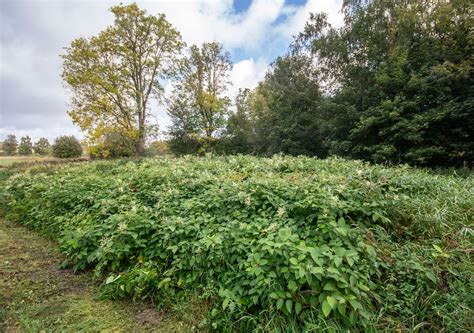 Japanese Knotweed Description Invasive Species Weed History