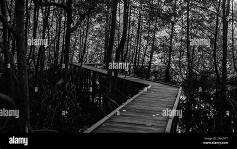 Mangrove Boardwalk Black And White Stock Photos And Images Alamy