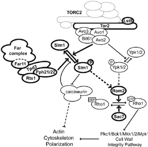 A Model For The Regulation Of TORC2 Signaling By The Far3 7 8 9 10 11