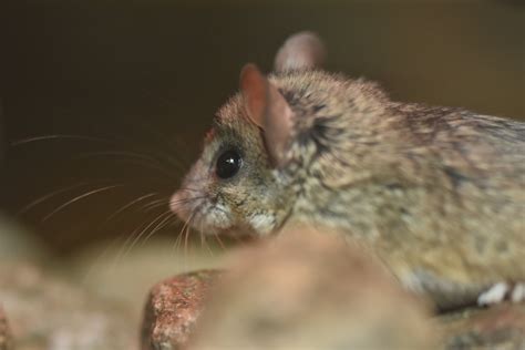 Cactus mouse (Peromyscus eremicus) - ZooChat