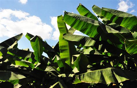 Plant Outdoors No People Tropical Green Banana Leaf Leaf Low