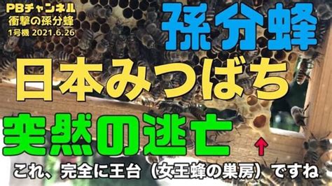 日本ミツバチの孫分蜂とは？ 健康で綺麗な身体に！自然農法で安心安全な美味しい食を！