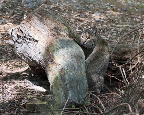 Bobcat Stock Photos Image Picture Bobcat Close Up Resting By Its Den