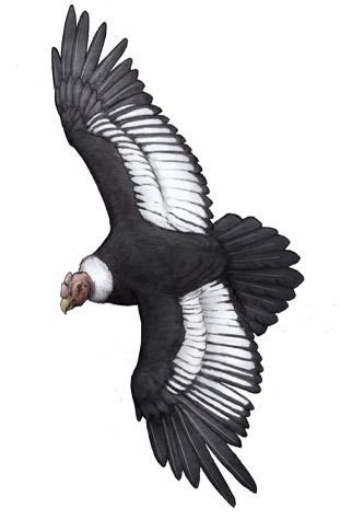 The Evolution Of Life On Earth The Andean Condor Vultur Gryphus