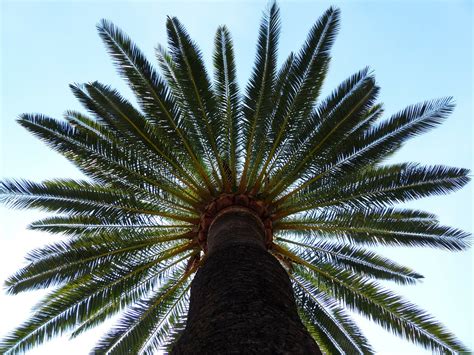 Florida Gardening Danger: Poisonous Palm Trees – Warner Tree Service