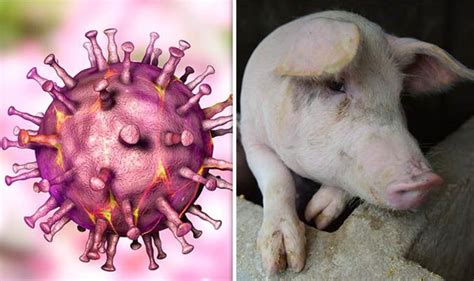 What Is African Swine Fever Could It Infect Humans Express Co Uk