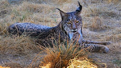 Especies Y Habitats Nuestro Trabajo Wwf Espa A