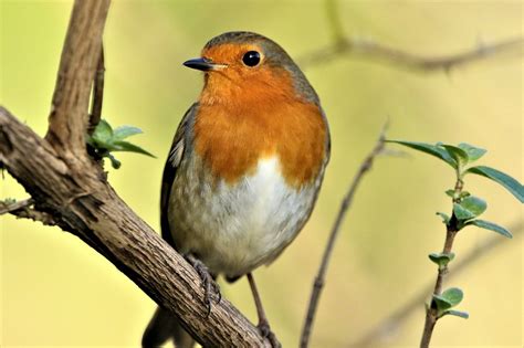 Robin Redbreast Bird Free Photo On Pixabay Pixabay