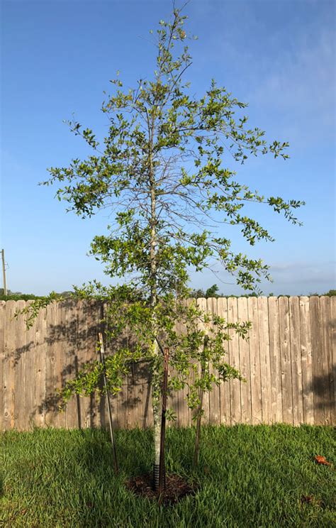 Laurel Oak - Southern Native Trees