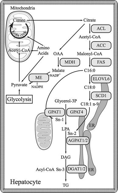 De Novo Lipogenesis And Triglyceride Biosynthesis Pathways Upon