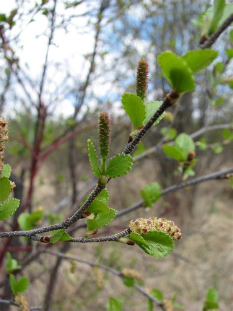 Dwarf Birch Awes Agroforestry And Woodlot Extension Society Of Alberta