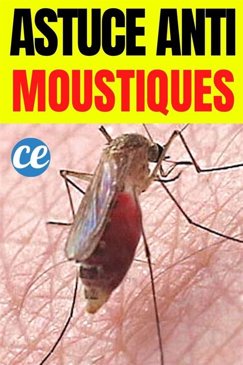 Une Astuce Pour Éloigner les Moustiques Naturellement Moustique