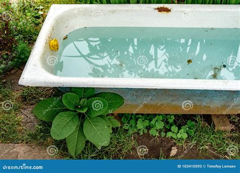 Old bath in the garden stock image. Image of bath, junk - 103410593