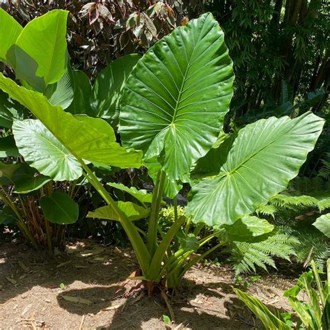 Filkula Alocasia Ve Colocasia Azbitki