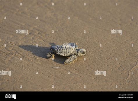 Kemp S Ridley Sea Turtle Lepidochelys Kempii Baby Turtle South