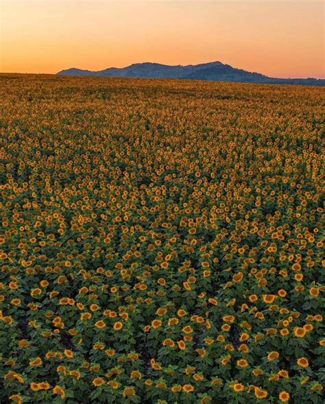 Helping Others On Twitter Rt Artindetails Sunflowers