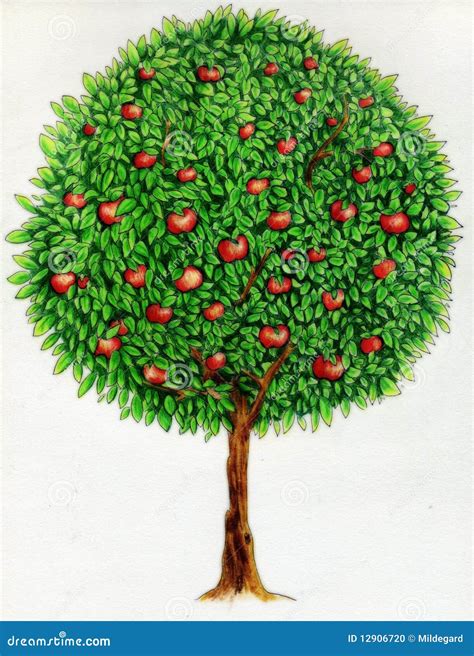 Apple tree drawing stock illustration. Illustration of wood - 12906720