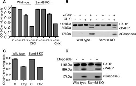 Sam68 Is Required For Both Nf κb Activation And Apoptosis Signaling By